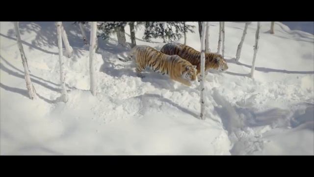 DRONE и Тигры смотреть онлайн