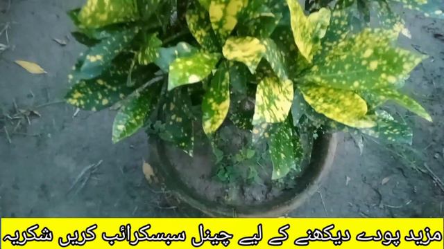 پیلی چوڑے پتے والی کروٹن کا پودا/Croton plant with yellow broad leaves смотреть онлайн