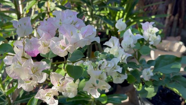 MY BOUGAINVILLEA COLLECTION смотреть онлайн