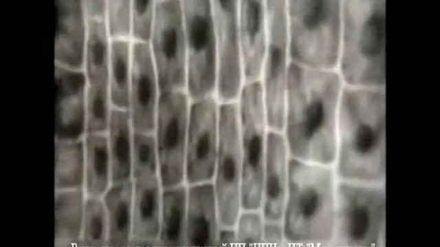 Рост корня смотреть онлайн