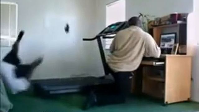 Приколы в Спортзале смотреть онлайн