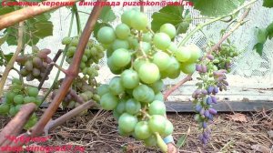Виноград технический, винный СУПАГА с ароматными ягодами  (Пузенко Наталья Лариасовна)