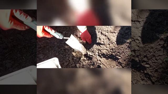 САЖАЕМ ГЛАДИОЛУСЫ!!! смотреть онлайн