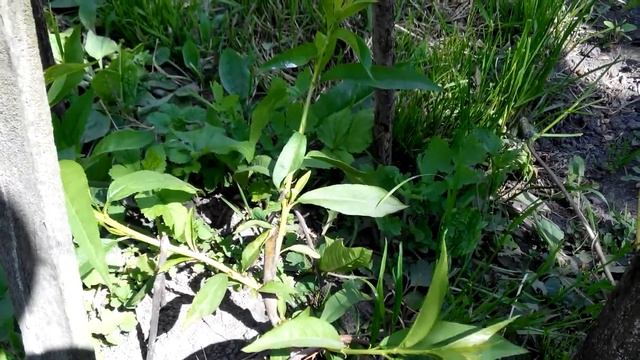 Персики, формировка для регионов где есть регулярное подмерзание в зимний период. смотреть онлайн