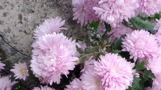 Гофицкое сегодня. Взгляд на сельскую культуру смотреть онлайн