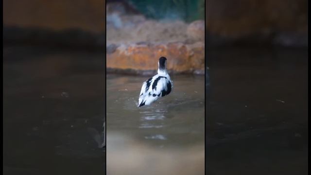 ШИЛОКЛЮВка мОскоВский ЗООПарк avocet Moscow ZOO? смотреть онлайн