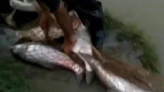 Как ловят рыбу на Кавказе смотреть онлайн