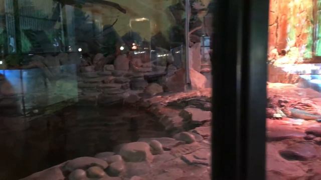 14 февраля в Казанском зоопарке смотреть онлайн