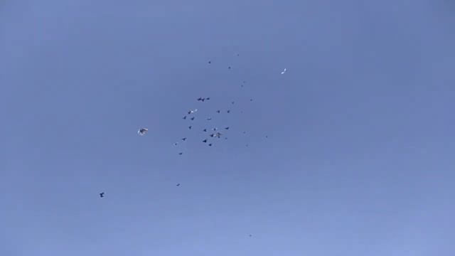 Первая тренеровка.Николаевская Бабочка Ростовская область ст. Егорлыкская 2022 года смотреть онлайн