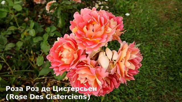 4 кустовые розы уникальной раскраски. Каждая роза уникальна. Штрихи, мазки, полоски!