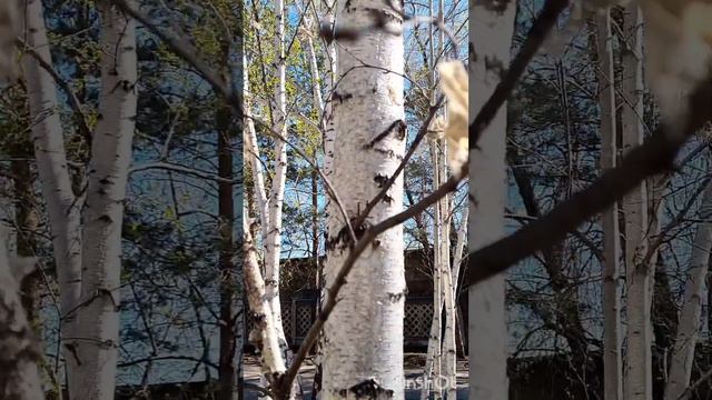 Плохой день пятницей не назовут☝️. Фонтаны в городе включили, лету быть! смотреть онлайн