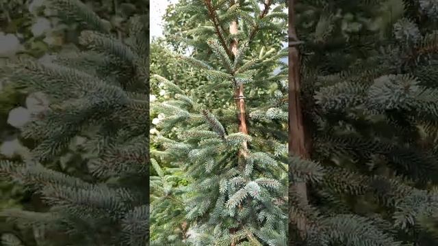 ялина Маріанна ауреа смотреть онлайн