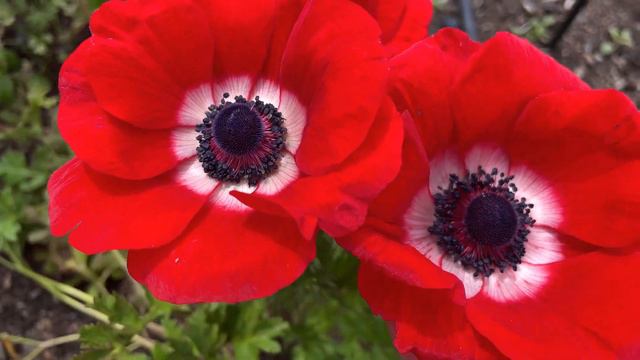 Standout Flowers In My Garden!🌸🌼🌸
