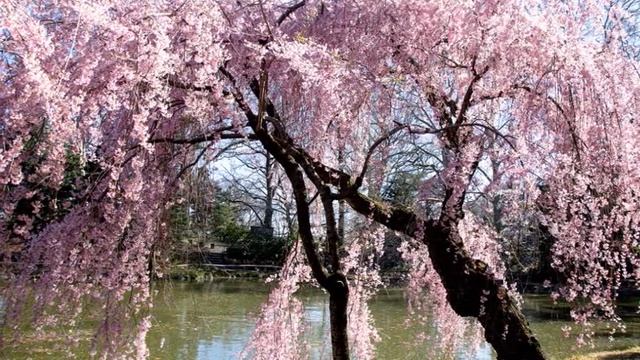 Привычка, как вторая натура, и что делать, чтобы это не стало навязчивой идеей? смотреть онлайн