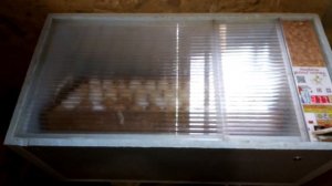 Инкубатор Блиц Норма вывели утят