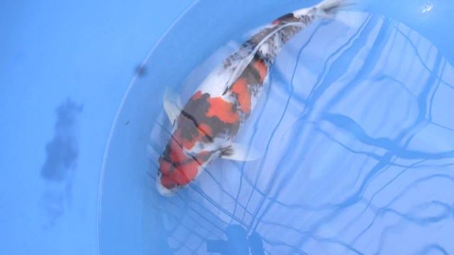 Showa Dainichi 58cm Nisai Female Tetsuko - KoiAqua смотреть онлайн