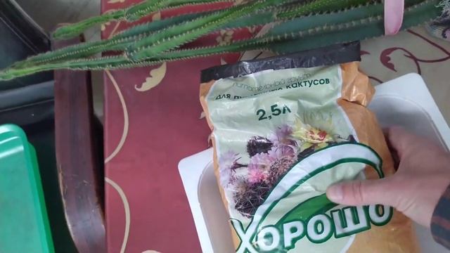 Цериус. Перелил кактус смотреть онлайн