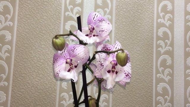 Биглип за 50 рублей. Мои похвастушки. Новые орхидейки. Мариола, Мейджик и 2 биглипчика смотреть онлайн