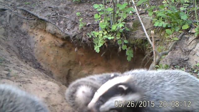 Барсуки. В этом году появились на свет четыре барсучонка-8 смотреть онлайн