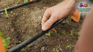 ВЕЧНЫЙ КАПЕЛЬНЫЙ ПОЛИВ ДЛЯ ОГОРОДА