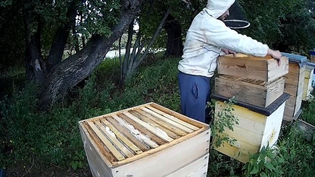 МЕДОСБОР 2020 \\ ОТБИРАЮ МЁД НА СВОЕЙ ПАСЕКЕ смотреть онлайн