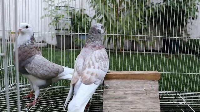 DVR Roller Pigeons #29: 2020 offsprings of the bald head team. Awesome color. смотреть онлайн
