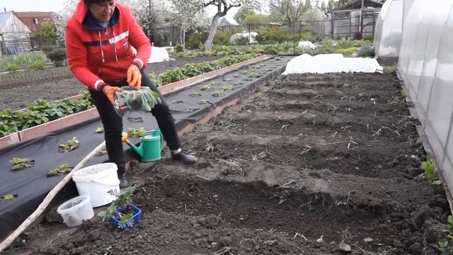 ПОСАДКА КАПУСТЫ | ОСНОВНЫЕ ПРАВИЛА ПОСАДКИ смотреть онлайн