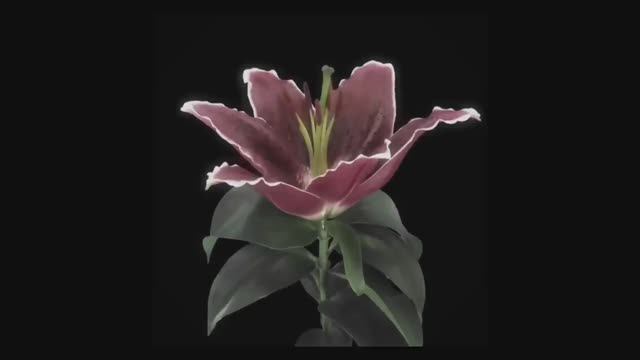 Roi!(videoclub)! Instrumental🌘🪻