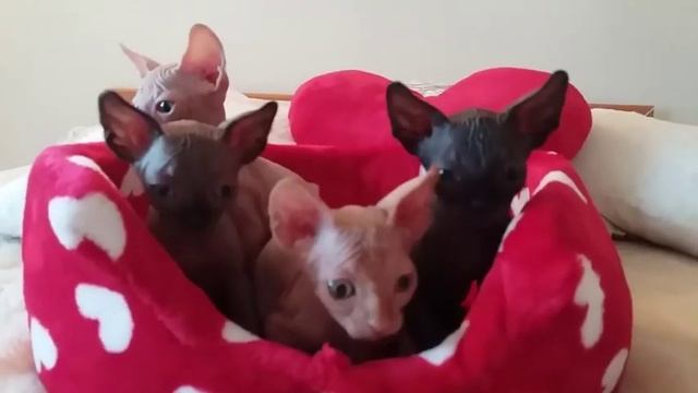 Sphynx Cats Amazingly React to Sound in Synchronization - 1112057 смотреть онлайн