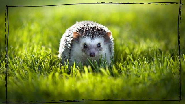 Голоса лесных животных и птиц для детей ? Учим слова по картинкам смотреть онлайн