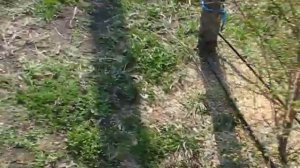 подкормка голубики высокорослой сульфатом аммония весной.