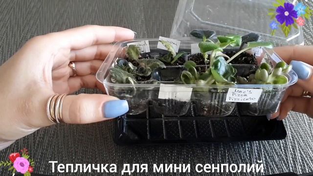 Тепличка для мини сенполий))). смотреть онлайн
