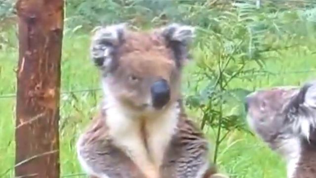 ТОП-1 ТОЛЬКО с М16А4 в ПАБГ МОБАЙЛ/PUBG MOBILE смотреть онлайн