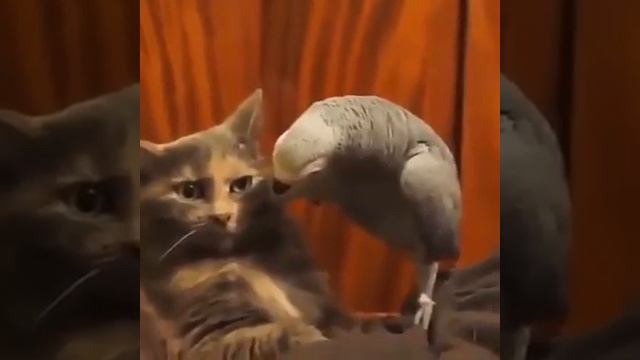 Ну где же ты моя любовь