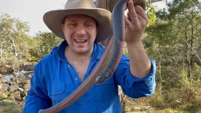 10 Things You Didn't Know About The Red Bellied Black Snake смотреть онлайн