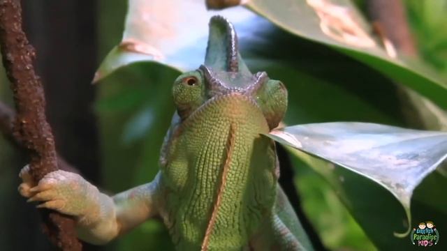 Reptiles for kids: pronunciation in English (with videos) смотреть онлайн
