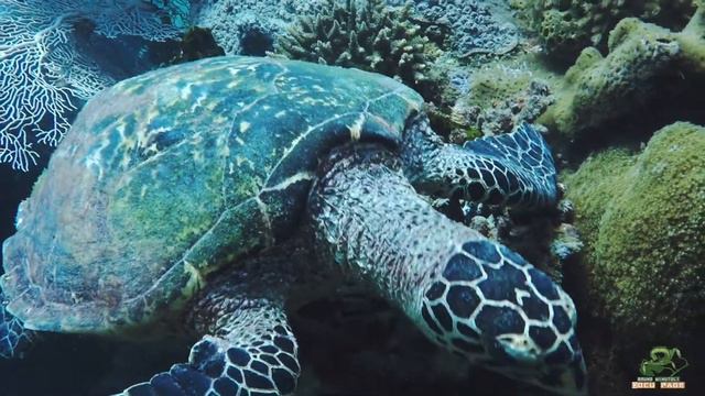 Madagascar's reef смотреть онлайн
