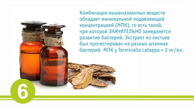 Листья в аквариуме. Индийский миндаль. Чёрная вода в аквариуме. Terminalia catappa in the aquarium смотреть онлайн