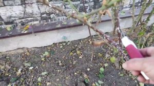 Плетистые розы осенью. Обрезка. Подготовка к зиме.