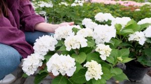 Гортензия крупнолистная (макрофила). Обзор сортов.