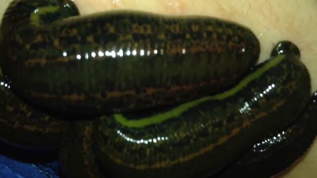 Полная сборка моментов про жизнь пиявки is a medical leech смотреть онлайн