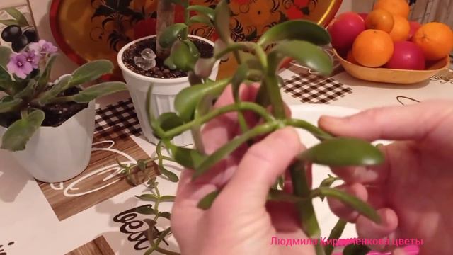 БУДЕТ МНОГО ДЕНЕГ ИЛИ ДЕНЕЖНЫХ ДЕРЕВЬЕВ, ЧЕРЕНКОВАНИЕ #денежноедерево #крассула #толстянка смотреть онлайн
