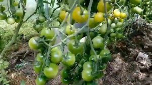 ТОМАТ ЧЕРРИ КРАСКИ F1