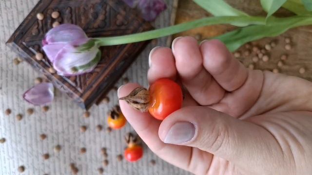 Ягоды шиповника из полимерной глины смотреть онлайн