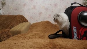 VLOG: Встреча Кевина и КОТЁНКА ЧЕРНОРЫЖА спустя ГОД!