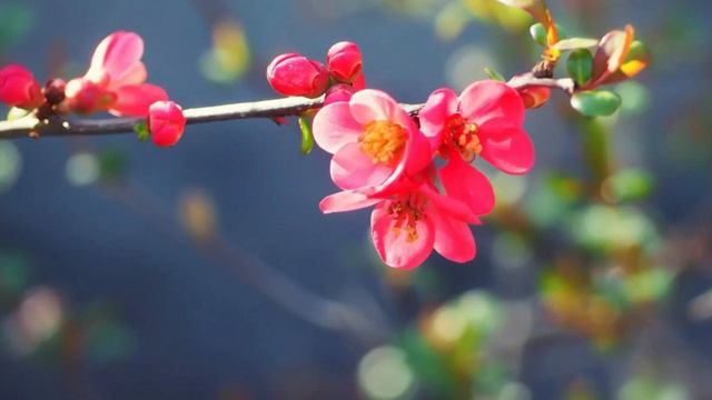 786.♫..George Skaroulis - «Keep the Faith» смотреть онлайн