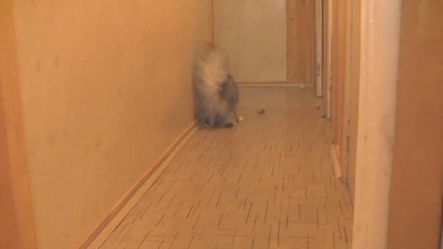 Hank Oka Coon. 10 месяцев смотреть онлайн