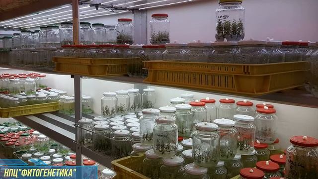 День открытых дверей НПЦ биотехнологии "Фитогенетика",Тула смотреть онлайн
