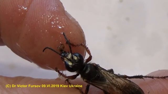 Монстр Роющая Оса Сфекс (Sphecidae) - Враг Сверчков и Кузнечиков! смотреть онлайн