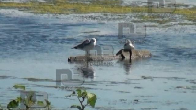 Утонул ребёнок смотреть онлайн